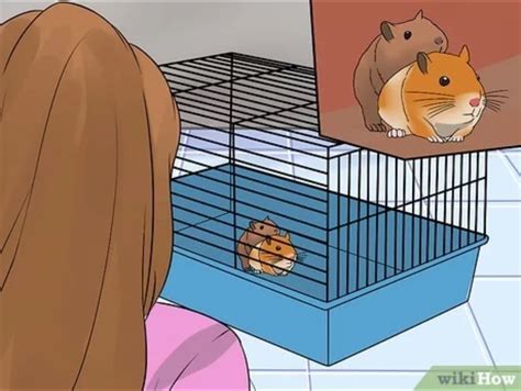 hamsterx porn|Porn Videos Based on Latest Recommendations